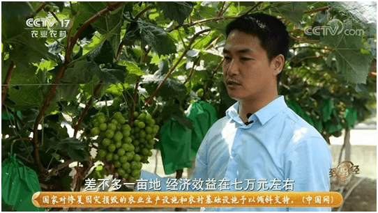 金年会app青青生态农业：阳光玫瑰葡萄技术 推进国内葡萄行业发展(图3)